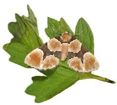 Attēlu rezultāti vaicājumam “Cochylis dubitana”