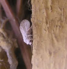 Attēlu rezultāti vaicājumam “Coniopterygidae”