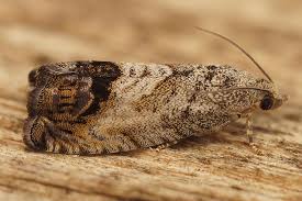 Attēlu rezultāti vaicājumam “Cydia splendana”