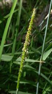 Attēlu rezultāti vaicājumam “Alopecurus aequalis flower”