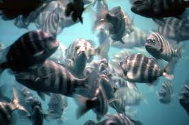 Image result for Archosargus probatocephalus