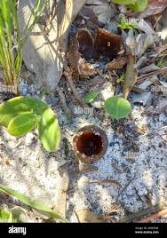 Attēlu rezultāti vaicājumam “Peziza ammophila”