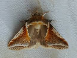 Attēlu rezultāti vaicājumam “Habrosyne pyritoides”