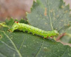 Attēlu rezultāti vaicājumam “Ptilodon capucina imago”