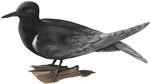 Attēlu rezultāti vaicājumam “Chlidonias niger eggs”