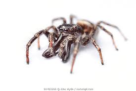 Attēlu rezultāti vaicājumam “Salticus scenicus”