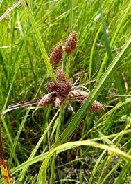 Attēlu rezultāti vaicājumam “Schistidium robustum”