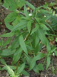 「タカスギ・サブロウタ」の画像検索結果