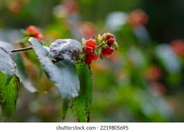Attēlu rezultāti vaicājumam “Lonicera ferdinandii fruit”