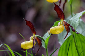 Attēlu rezultāti vaicājumam “Cypripedium calceolus flower”