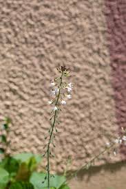 Attēlu rezultāti vaicājumam “Circaea lutetiana leaf”