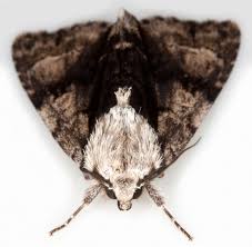 Attēlu rezultāti vaicājumam “Acronicta alni”