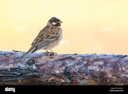 Image result for Emberiza leucocephalos