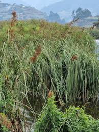 Attēlu rezultāti vaicājumam “Cladium mariscus”