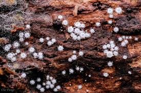 Attēlu rezultāti vaicājumam “Lachnum virgineum”