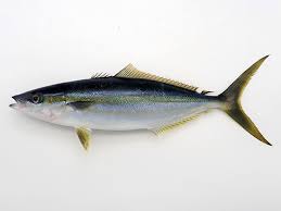 Image result for Elagatis bipinnulata