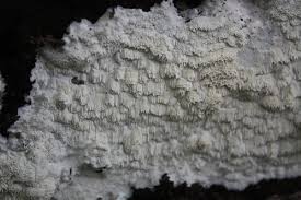 Attēlu rezultāti vaicājumam “Antrodia albida”