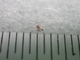 Attēlu rezultāti vaicājumam “Trichia flavicoma”