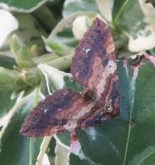 Attēlu rezultāti vaicājumam “Earophila badiata”