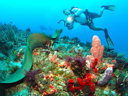 Image result for 243 Diving Club