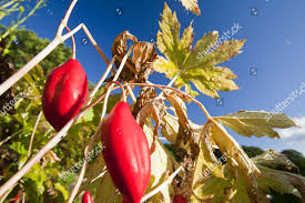 Attēlu rezultāti vaicājumam “Podophyllum hexandrum fruit”