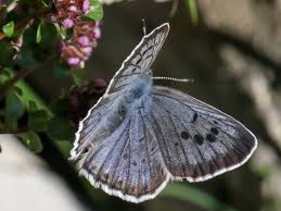 Attēlu rezultāti vaicājumam “Phengaris arion underside”