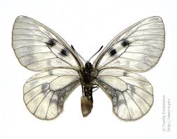 Attēlu rezultāti vaicājumam “Parnassius mnemosyne upperside”