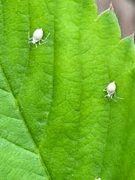 Attēlu rezultāti vaicājumam “Drepanosiphum platanoidis exuvia”