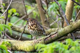 Attēlu rezultāti vaicājumam “Turdus philomelos adult”