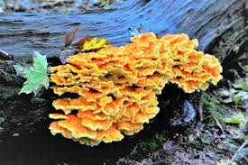 Attēlu rezultāti vaicājumam “Laetiporus sulphureus”