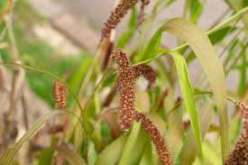 Attēlu rezultāti vaicājumam “Setaria italica”