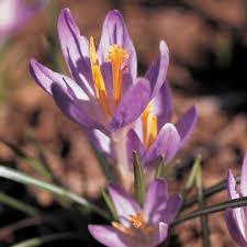 Attēlu rezultāti vaicājumam “Crocus tommasinianus”