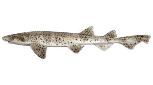 Image result for Scyliorhinus stellaris