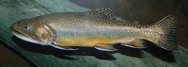 Image result for Salvelinus fontinalis