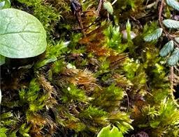 Attēlu rezultāti vaicājumam “Rhynchostegiella tenella”