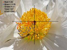 Attēlu rezultāti vaicājumam “Papaver argemone bud”