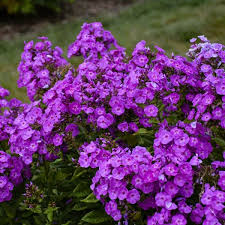 Attēlu rezultāti vaicājumam “Phlox paniculata”
