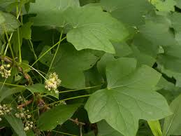 Attēlu rezultāti vaicājumam “Menispermum dauricum leaf”