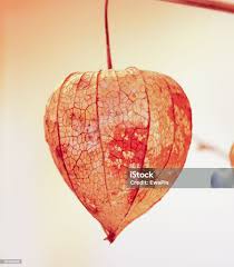 Attēlu rezultāti vaicājumam “Physalis alkekengi fruit”