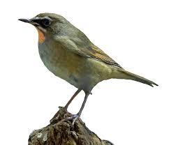 Image result for Luscinia calliope