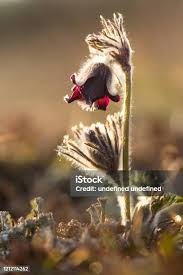 Attēlu rezultāti vaicājumam “Pulsatilla pratensis bud”