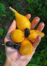 Attēlu rezultāti vaicājumam “Carex loliacea fruit”