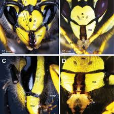Attēlu rezultāti vaicājumam “Vespula germanica”