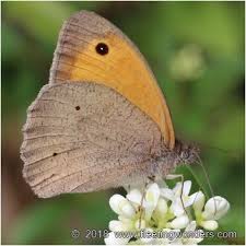 Attēlu rezultāti vaicājumam “Maniola jurtina male”