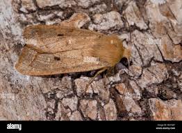 Attēlu rezultāti vaicājumam “Agrochola helvola imago”