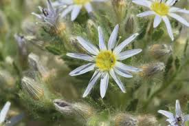 Attēlu rezultāti vaicājumam “Betula humilis male flower”
