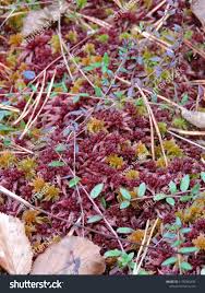 Attēlu rezultāti vaicājumam “Sphagnum rubellum”