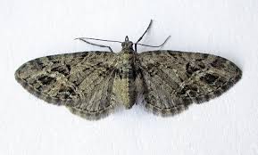 Attēlu rezultāti vaicājumam “Eupithecia exiguata”