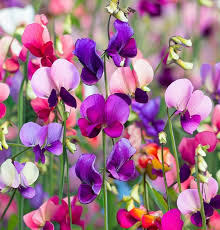 Image result for Lathyrus odoratus