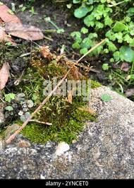 Attēlu rezultāti vaicājumam “Hygroamblystegium varium”